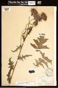 Cirsium muticum image