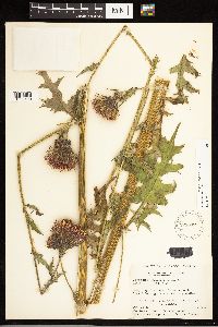 Cirsium muticum image