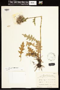 Cirsium muticum image
