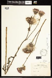 Cirsium muticum image