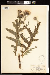 Cirsium muticum image