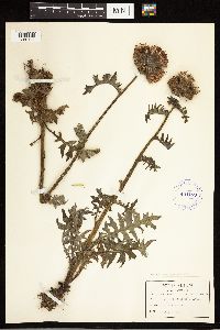 Cirsium muticum image