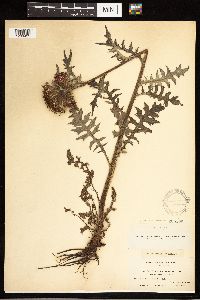 Cirsium muticum image