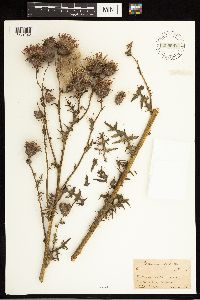 Cirsium muticum image