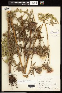 Cirsium muticum image