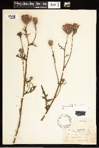 Cirsium muticum image