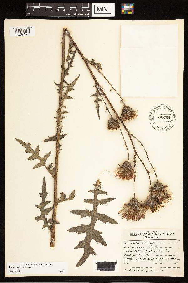 Cirsium muticum image