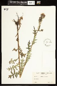 Cirsium muticum image