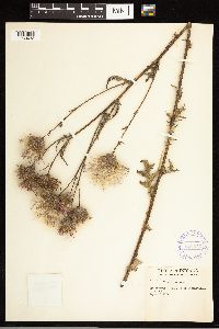Cirsium muticum image