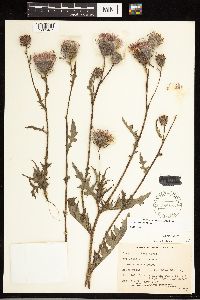 Cirsium muticum image