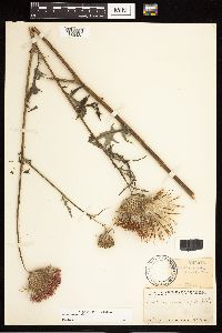 Cirsium muticum image