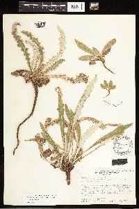 Cirsium inamoenum image