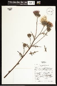 Cirsium muticum image