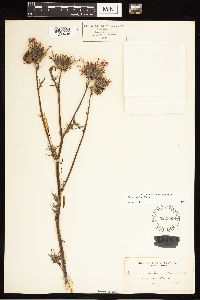 Cirsium muticum image