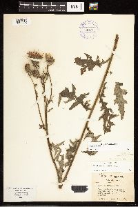 Cirsium muticum image