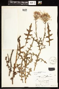 Cirsium muticum image