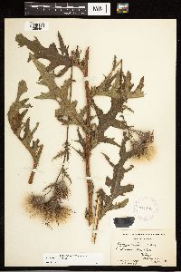 Cirsium muticum image