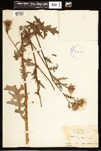 Cirsium muticum image