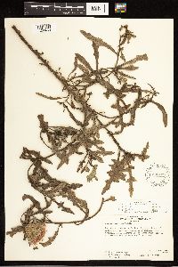 Cirsium muticum image