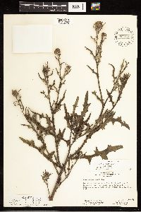 Cirsium muticum image