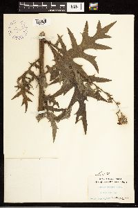 Cirsium muticum image