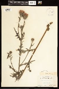 Cirsium muticum image