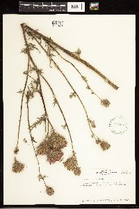Cirsium muticum image