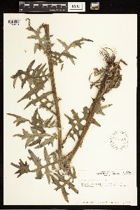Cirsium muticum image