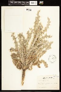 thumbnail image of current specimen