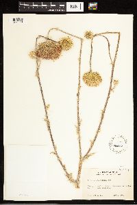 thumbnail image of current specimen