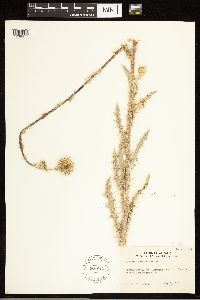 thumbnail image of current specimen