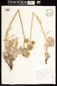 thumbnail image of current specimen