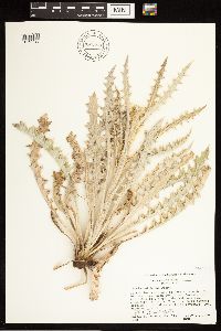 thumbnail image of current specimen