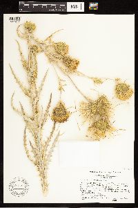 thumbnail image of current specimen