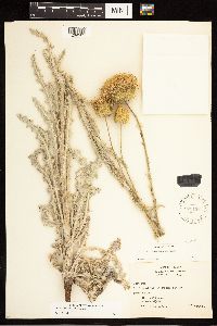 Thumbnail image of current specimen