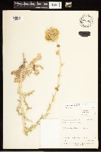 Thumbnail image of current specimen