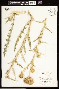 thumbnail image of current specimen