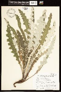 thumbnail image of current specimen