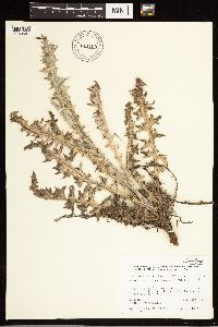 thumbnail image of current specimen