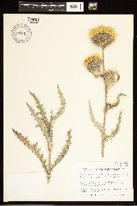 thumbnail image of current specimen