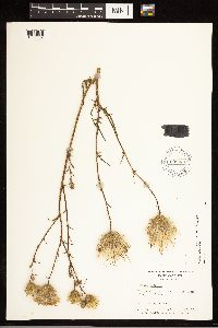 thumbnail image of current specimen