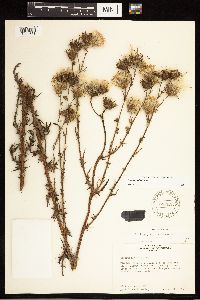 Cirsium nuttallii image