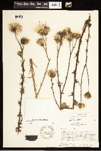 thumbnail image of current specimen