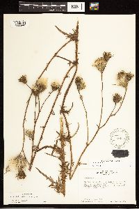 thumbnail image of current specimen