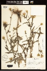 Cirsium nuttallii image