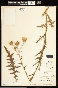 Cirsium nuttallii image