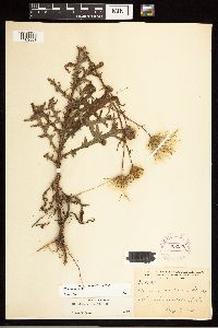 Cirsium nuttallii image
