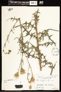 thumbnail image of current specimen