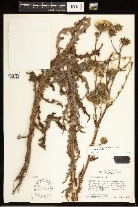 thumbnail image of current specimen