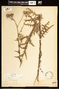 thumbnail image of current specimen